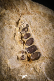 88930 - Top Beautiful 1.21 Inch Phacodus Dental Plate in Natural Matrix Cretaceous