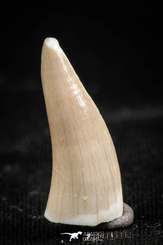 06102 - Nicely Preserved 0.80 Inch Enchodus libycus Tooth Late Cretaceous