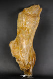 07747 - Top Huge 13.31 Inch Spinosaurus Dinosaur Partial Pelvic Bone (Ilium) Cretaceous KemKem Beds
