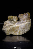20768 - Top Rare 1.54 Inch Stephanodus Partial Dentary Bone Late Cretaceous