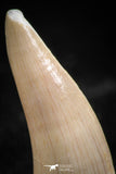 06102 - Nicely Preserved 0.80 Inch Enchodus libycus Tooth Late Cretaceous