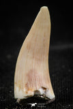 06102 - Nicely Preserved 0.80 Inch Enchodus libycus Tooth Late Cretaceous