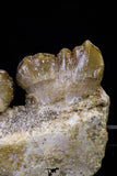 20768 - Top Rare 1.54 Inch Stephanodus Partial Dentary Bone Late Cretaceous