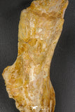 07747 - Top Huge 13.31 Inch Spinosaurus Dinosaur Partial Pelvic Bone (Ilium) Cretaceous KemKem Beds