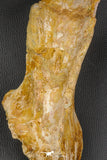 07747 - Top Huge 13.31 Inch Spinosaurus Dinosaur Partial Pelvic Bone (Ilium) Cretaceous KemKem Beds