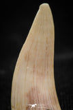 06102 - Nicely Preserved 0.80 Inch Enchodus libycus Tooth Late Cretaceous