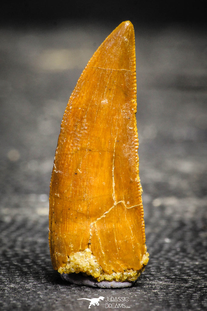 22231 - Top Beautiful 1.15 Inch Abelisaur Dinosaur Tooth Cretaceous KemKem