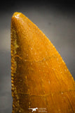 22231 - Top Beautiful 1.15 Inch Abelisaur Dinosaur Tooth Cretaceous KemKem