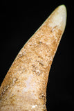 06099 - Top Quality 2.07 Inch Sabre-Toothed Fish (Enchodus libycus) Upper Jaw With Fang
