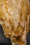 07747 - Top Huge 13.31 Inch Spinosaurus Dinosaur Partial Pelvic Bone (Ilium) Cretaceous KemKem Beds
