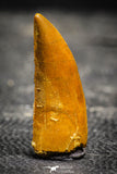 22231 - Top Beautiful 1.15 Inch Abelisaur Dinosaur Tooth Cretaceous KemKem