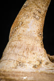 06099 - Top Quality 2.07 Inch Sabre-Toothed Fish (Enchodus libycus) Upper Jaw With Fang