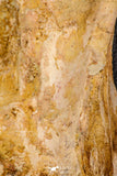 07747 - Top Huge 13.31 Inch Spinosaurus Dinosaur Partial Pelvic Bone (Ilium) Cretaceous KemKem Beds