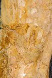 07747 - Top Huge 13.31 Inch Spinosaurus Dinosaur Partial Pelvic Bone (Ilium) Cretaceous KemKem Beds