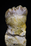 20769 - Top Rare 1.43 Inch Stephanodus sp Incisor Tooth in Jaw Bone Late Cretaceous