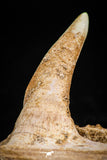 06099 - Top Quality 2.07 Inch Sabre-Toothed Fish (Enchodus libycus) Upper Jaw With Fang