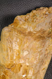 07747 - Top Huge 13.31 Inch Spinosaurus Dinosaur Partial Pelvic Bone (Ilium) Cretaceous KemKem Beds
