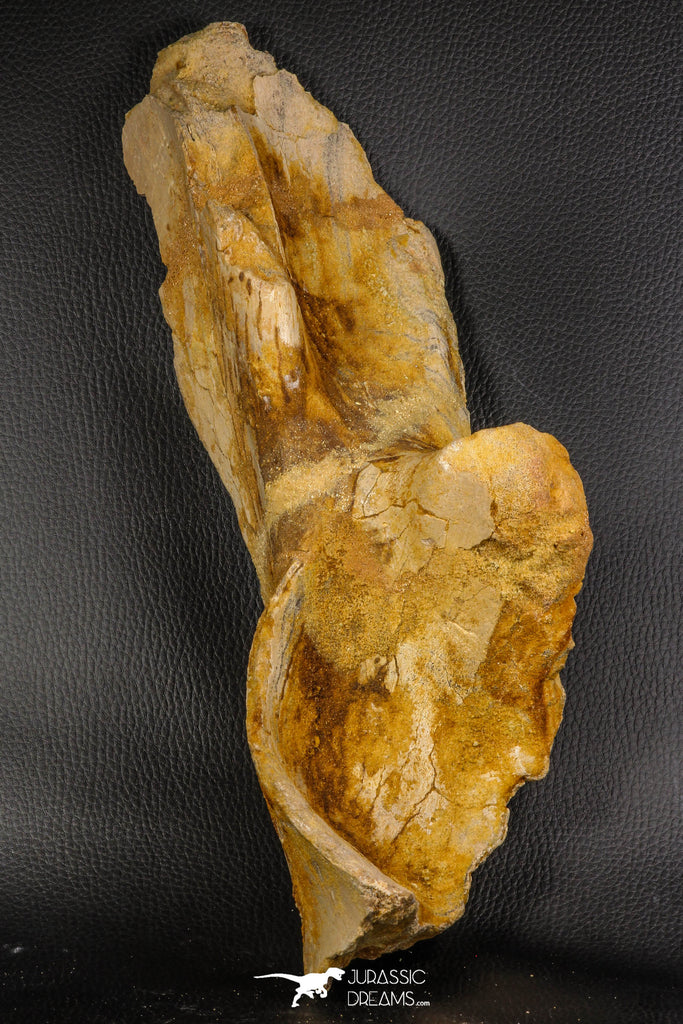 07747 - Top Huge 13.31 Inch Spinosaurus Dinosaur Partial Pelvic Bone (Ilium) Cretaceous KemKem Beds