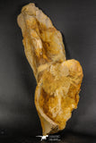07747 - Top Huge 13.31 Inch Spinosaurus Dinosaur Partial Pelvic Bone (Ilium) Cretaceous KemKem Beds