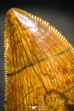 22232 - Nicely Serrated 1.25 Inch Carcharodontosaurus Dinosaur Tooth KemKem