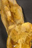 07747 - Top Huge 13.31 Inch Spinosaurus Dinosaur Partial Pelvic Bone (Ilium) Cretaceous KemKem Beds