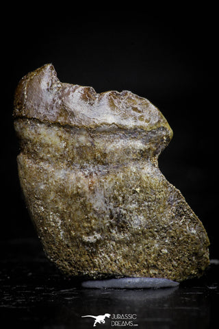 20770 - Top Rare 0.89 Inch Stephanodus Partial Dentary Bone Late Cretaceous