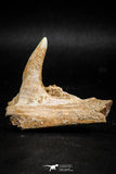 06099 - Top Quality 2.07 Inch Sabre-Toothed Fish (Enchodus libycus) Upper Jaw With Fang