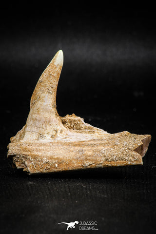 06099 - Top Quality 2.07 Inch Sabre-Toothed Fish (Enchodus libycus) Upper Jaw With Fang