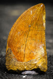 22232 - Nicely Serrated 1.25 Inch Carcharodontosaurus Dinosaur Tooth KemKem