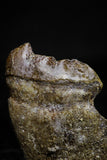 20770 - Top Rare 0.89 Inch Stephanodus Partial Dentary Bone Late Cretaceous