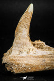 06099 - Top Quality 2.07 Inch Sabre-Toothed Fish (Enchodus libycus) Upper Jaw With Fang