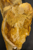 07747 - Top Huge 13.31 Inch Spinosaurus Dinosaur Partial Pelvic Bone (Ilium) Cretaceous KemKem Beds