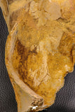 07747 - Top Huge 13.31 Inch Spinosaurus Dinosaur Partial Pelvic Bone (Ilium) Cretaceous KemKem Beds