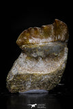 20770 - Top Rare 0.89 Inch Stephanodus Partial Dentary Bone Late Cretaceous