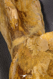 07747 - Top Huge 13.31 Inch Spinosaurus Dinosaur Partial Pelvic Bone (Ilium) Cretaceous KemKem Beds