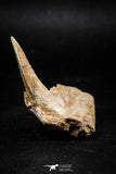 06099 - Top Quality 2.07 Inch Sabre-Toothed Fish (Enchodus libycus) Upper Jaw With Fang