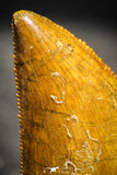 22233 - Top Beautiful 1.39 Inch Carcharodontosaurus Dinosaur Tooth KemKem