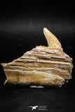 06099 - Top Quality 2.07 Inch Sabre-Toothed Fish (Enchodus libycus) Upper Jaw With Fang