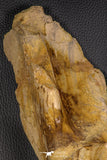 07747 - Top Huge 13.31 Inch Spinosaurus Dinosaur Partial Pelvic Bone (Ilium) Cretaceous KemKem Beds
