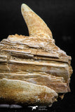 06099 - Top Quality 2.07 Inch Sabre-Toothed Fish (Enchodus libycus) Upper Jaw With Fang