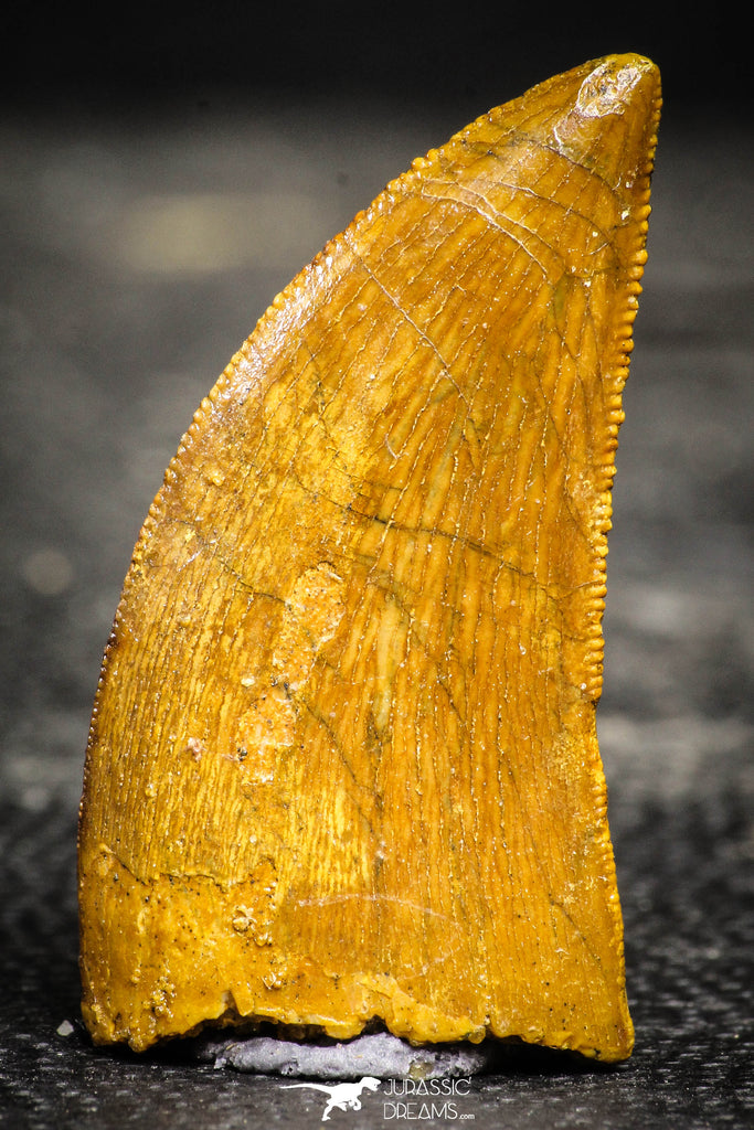 22233 - Top Beautiful 1.39 Inch Carcharodontosaurus Dinosaur Tooth KemKem