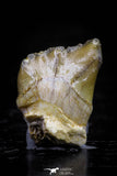 20771 - Top Rare 0.56 Inch Stephanodus sp Incisor Tooth Late Cretaceous