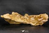 07747 - Top Huge 13.31 Inch Spinosaurus Dinosaur Partial Pelvic Bone (Ilium) Cretaceous KemKem Beds