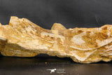 07747 - Top Huge 13.31 Inch Spinosaurus Dinosaur Partial Pelvic Bone (Ilium) Cretaceous KemKem Beds