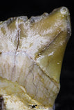 20771 - Top Rare 0.56 Inch Stephanodus sp Incisor Tooth Late Cretaceous