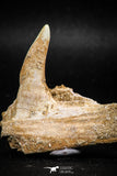 06099 - Top Quality 2.07 Inch Sabre-Toothed Fish (Enchodus libycus) Upper Jaw With Fang
