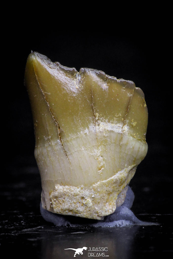 20771 - Top Rare 0.56 Inch Stephanodus sp Incisor Tooth Late Cretaceous