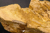 07747 - Top Huge 13.31 Inch Spinosaurus Dinosaur Partial Pelvic Bone (Ilium) Cretaceous KemKem Beds