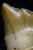 20771 - Top Rare 0.56 Inch Stephanodus sp Incisor Tooth Late Cretaceous