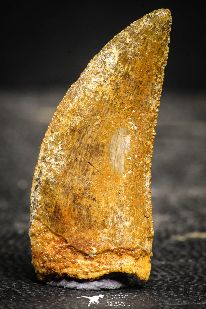 22234 - Beautiful 1.82 Inch Carcharodontosaurus Dinosaur Tooth KemKem